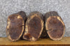 Thumbnail for 3- Oval Cut Live Edge Black Walnut Craft Pack/Taxidermy Bases 13593-13595