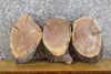 Thumbnail for 3- Oval Cut Live Edge Black Walnut Craft Pack/Taxidermy Bases 13593-13595