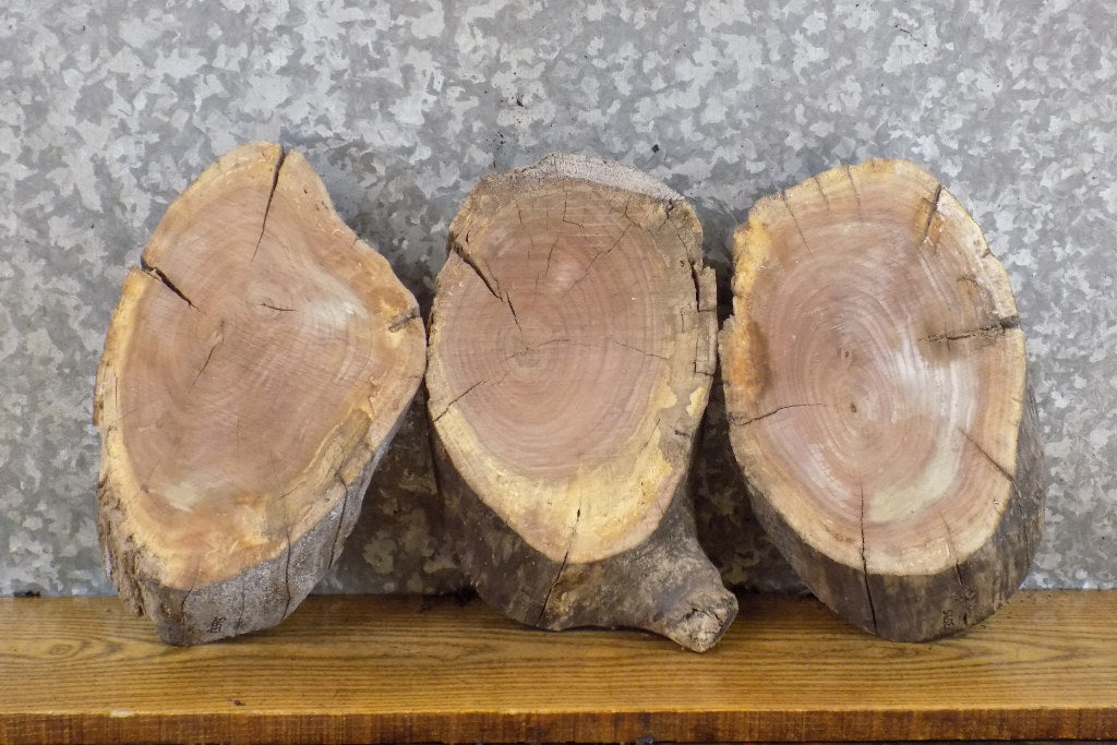 3- Oval Cut Live Edge Black Walnut Craft Pack/Taxidermy Bases 13593-13595