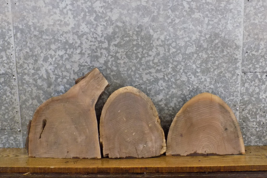 3- Round Cut Partial Live Edge Black Walnut Craft Pack Wood Slabs 13599-13601