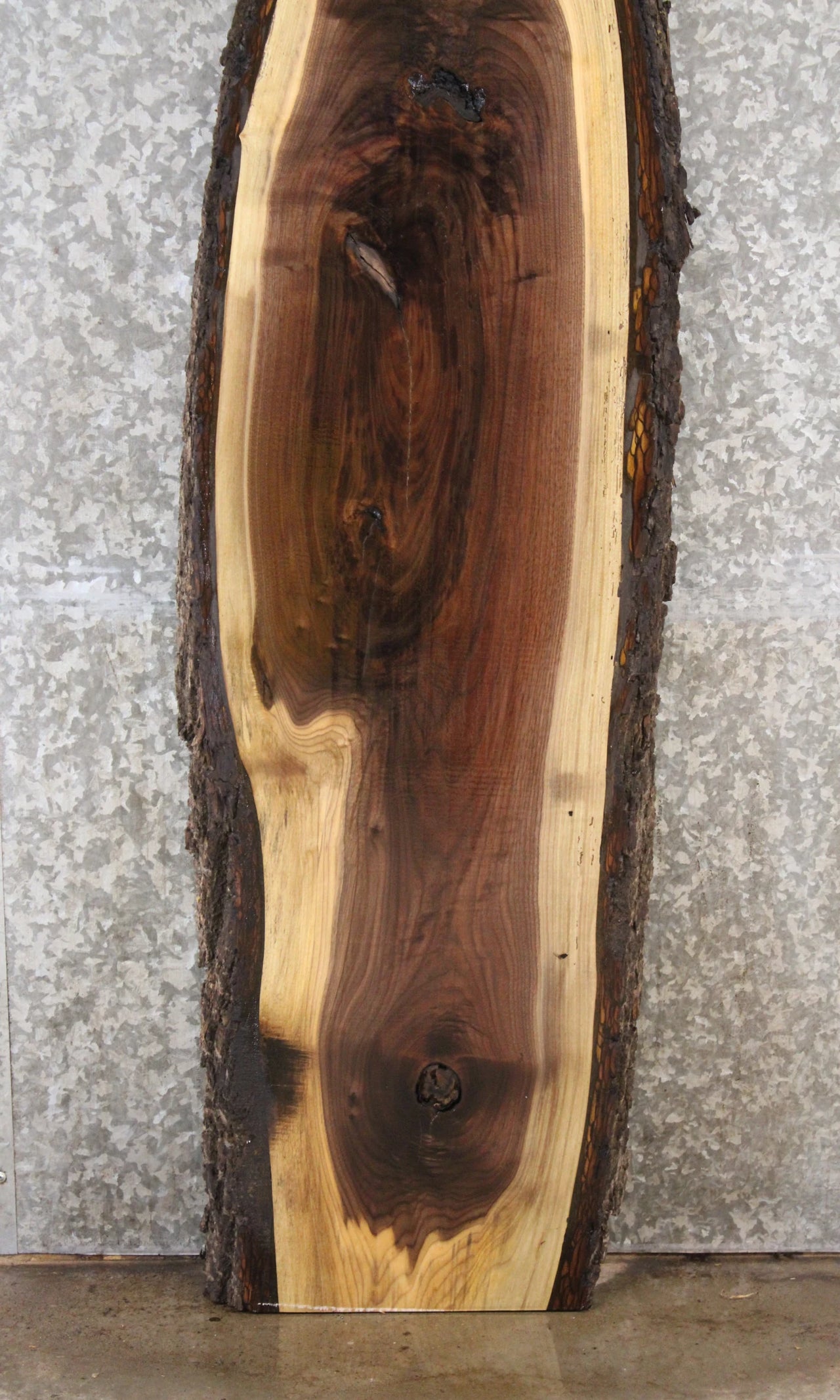 Black Walnut Live Edge Taxidermy Mount Board 1371