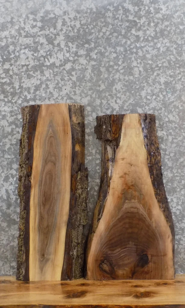 2- Live Edge Black Walnut Taxidermy Mount/Wall Shelf Slabs 13725-13726