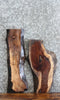 Thumbnail for 2- Live Edge Black Walnut Charcuterie Boards/Taxidermy Mounts 13764-13765
