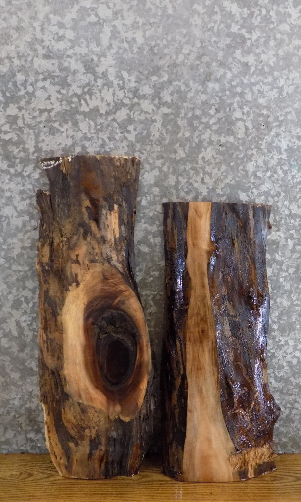 2- Black Walnut Salvaged Live Edge Taxidermy Bases/Craft Pack 13778-13779