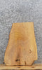 Thumbnail for Figured Live Edge Ash Slab /Taxidermy Mount /Side Table Top 13780