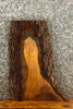 Thumbnail for Live Edge Black Walnut Taxidermy Base 13789