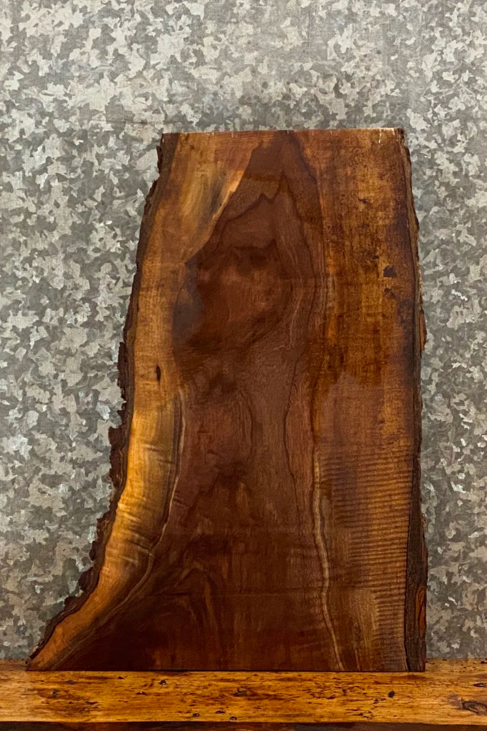 Live Edge Black Walnut Taxidermy Base 13789