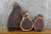 Thumbnail for 3- Reclaimed Oval Cut Black Walnut Live Edge Craft Pack Slabs 13816-13818