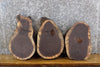 Thumbnail for 3- Black Walnut Live Edge Rustic Round Cut Craft Pack Wood Slabs 13822-13824