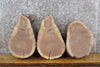 Thumbnail for 3- Black Walnut Live Edge Rustic Round Cut Craft Pack Wood Slabs 13822-13824
