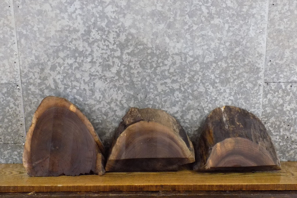 3- Black Walnut Rustic Round Cut Partial Live Edge Craft Pack 13876-13878