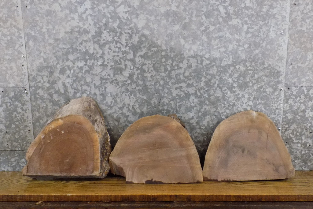 3- Black Walnut Rustic Round Cut Partial Live Edge Craft Pack 13876-13878