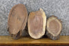 Thumbnail for 3- Partial Live Edge Round Cut Black Walnut Taxidermy Bases 13885-13887