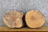 Thumbnail for 2- Salvaged Round Cut Ash Live Edge Taxidermy Bases/Craft Pack 13911-13912