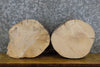 Thumbnail for 2- Salvaged Round Cut Ash Live Edge Taxidermy Bases/Craft Pack 13911-13912