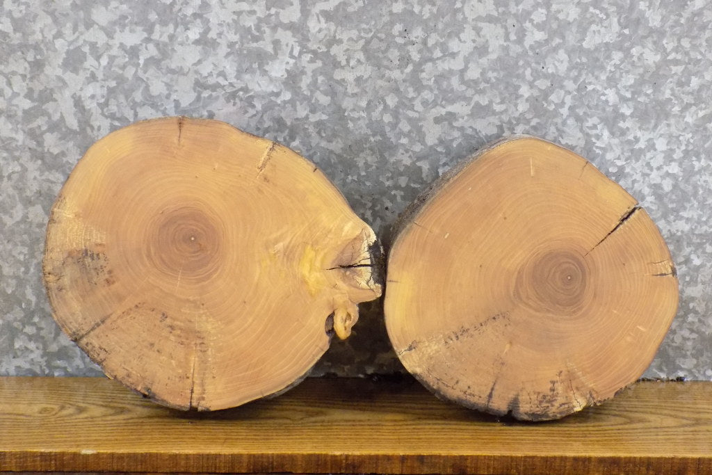 2- Reclaimed Round Cut Ash Live Edge Centerpiece Wood Slabs 13913-13914