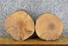 Thumbnail for 2- Natural Edge Round Cut Ash Rustic Clock Plaque Slabs 13915-13916