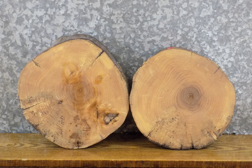 2- Natural Edge Round Cut Ash Rustic Clock Plaque Slabs 13915-13916