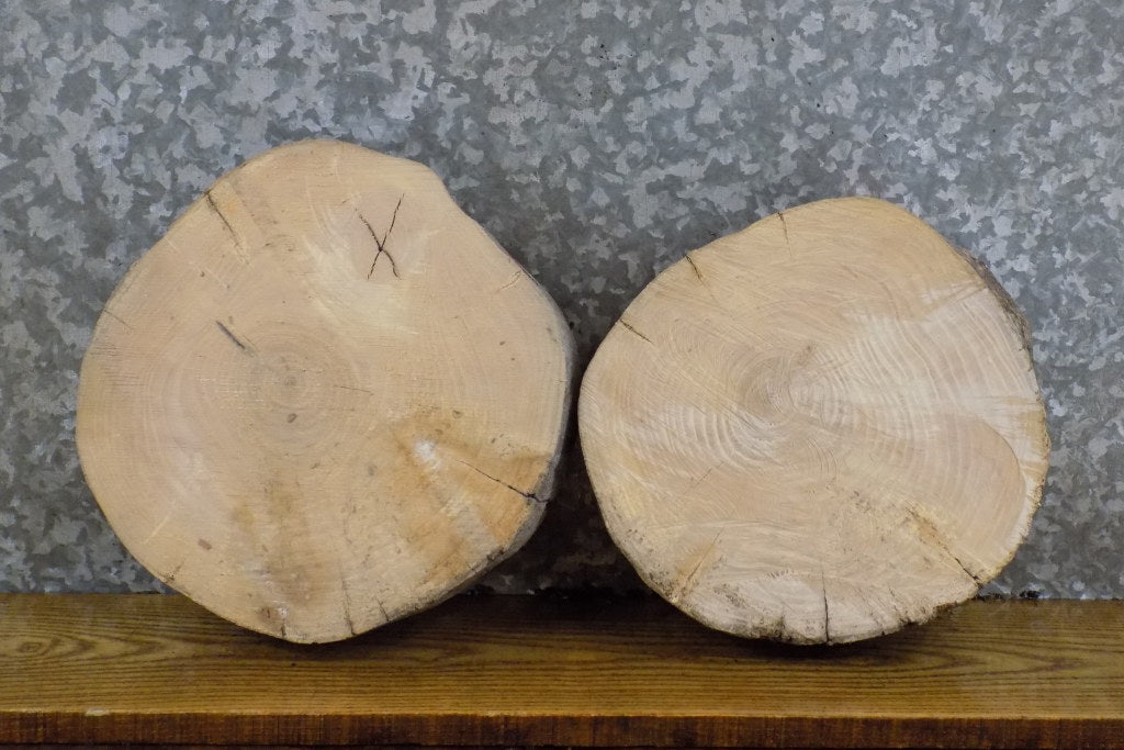 2- Natural Edge Round Cut Ash Rustic Clock Plaque Slabs 13915-13916