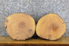 Thumbnail for 2- Natural Edge Round Cut Ash Salvaged Taxidermy Base Slabs 13917-13918