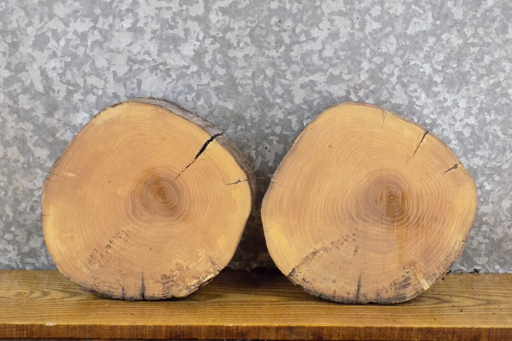 2- Natural Edge Round Cut Ash Reclaimed Display Stand Base Slabs 13919-13920