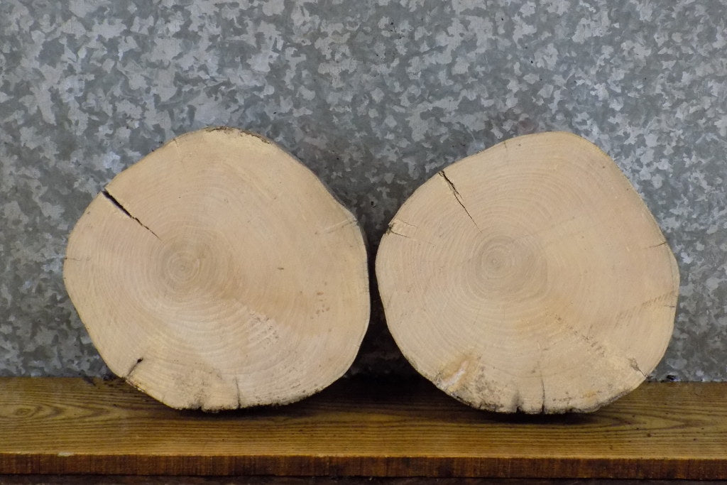 2- Natural Edge Round Cut Ash Reclaimed Display Stand Base Slabs 13919-13920