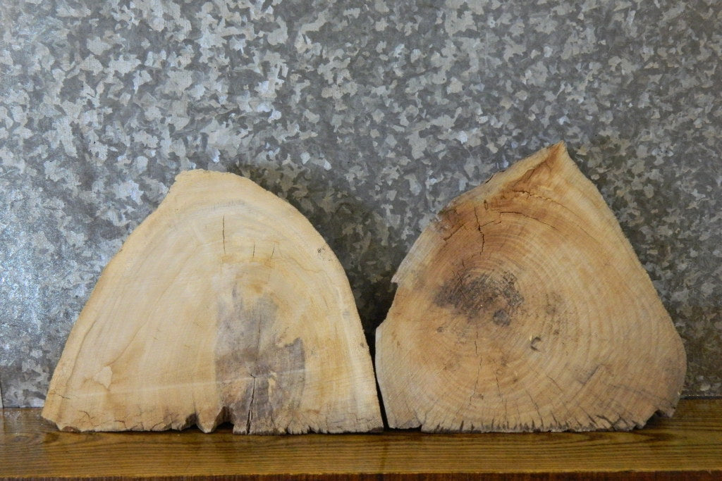 2- Partial Live Edge Round Cut Ash Craft Pack 13997-13998