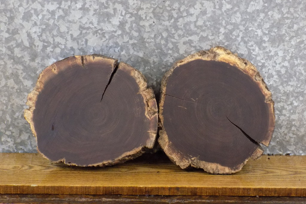 2- Round Cut Live Edge Rustic Black Walnut Craft Pack Wood Slabs 14043-14044