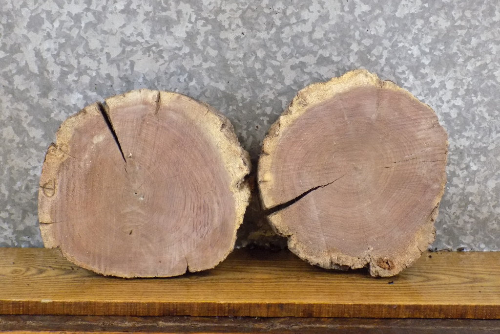 2- Round Cut Live Edge Rustic Black Walnut Craft Pack Wood Slabs 14043-14044