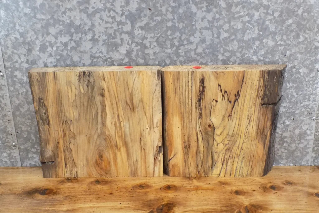 2- Live Edge Spalted Ash Taxidermy Mount/Accent Table Top Slabs 14050-14051