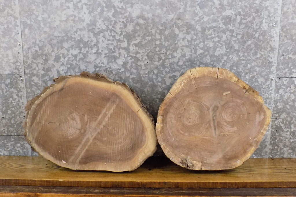 2- Round Cut Live Edge Salvaged Black Walnut Craft Pack Slabs 14054-14055