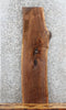 Thumbnail for Black Walnut Live/Natural Edge Taxidermy Mount/Coffee Table 1406