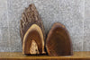 Thumbnail for 2- Partial Live Edge Black Walnut Oval Cut Craft Pack Slabs 14090-14091
