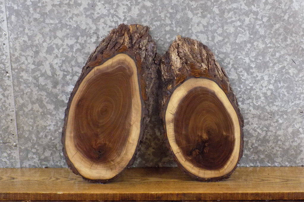 2- Black Walnut Live Edge Oval Cut Rustic Craft Pack Wood Slabs 14094-14095