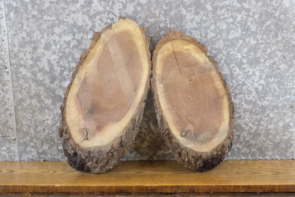 2- Black Walnut Live Edge Oval Cut Rustic Craft Pack Wood Slabs 14094-14095