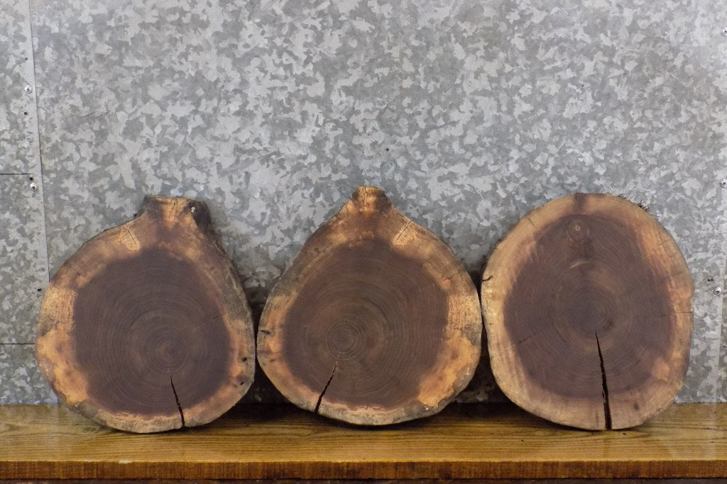 3- Live Edge Rustic Round Cut Black Walnut Taxidermy Bases 14132-14134