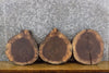 Thumbnail for 3- Live Edge Rustic Round Cut Black Walnut Taxidermy Bases 14132-14134