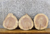 Thumbnail for 3- Live Edge Rustic Round Cut Black Walnut Taxidermy Bases 14132-14134