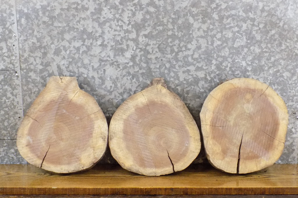 3- Live Edge Rustic Round Cut Black Walnut Taxidermy Bases 14132-14134