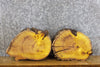 Thumbnail for 2- Round Cut Mulberry Live Edge Taxidermy Base Slabs CLOSEOUT 14314-14315