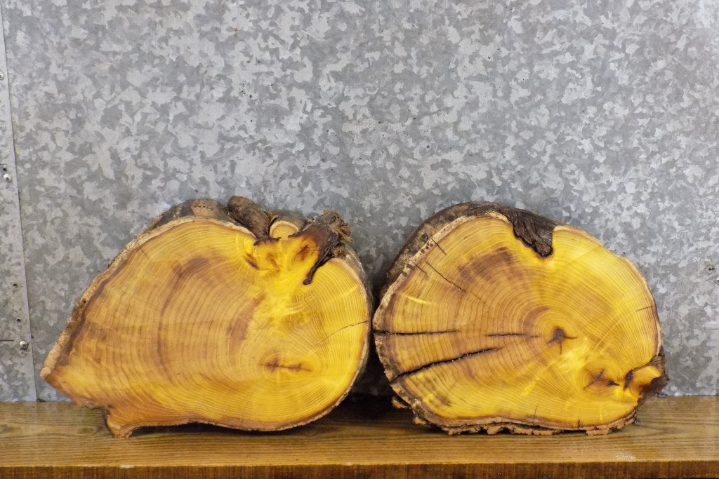 2- Round Cut Mulberry Live Edge Taxidermy Base Slabs CLOSEOUT 14314-14315