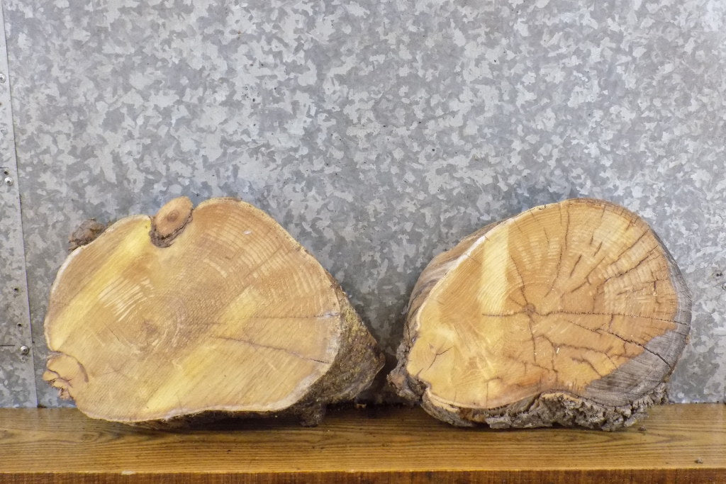 2- Round Cut Mulberry Live Edge Taxidermy Base Slabs CLOSEOUT 14314-14315