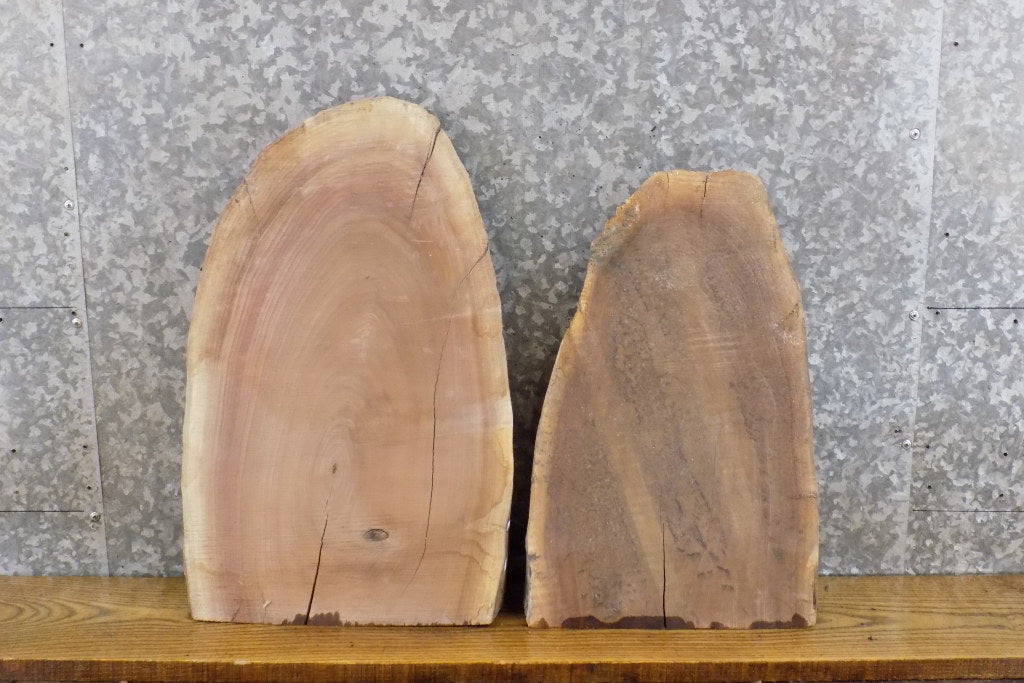 2- Oval Cut Live Edge Black Walnut Craft Pack CLOSEOUT 14347-14348