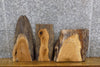 Thumbnail for 3- Live Edge White Oak Taxidermy Base Wood Slabs CLOSEOUT 14349-14351