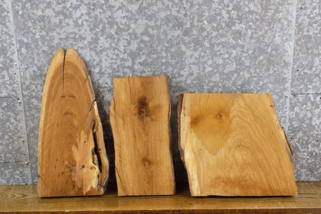 3- Live Edge White Oak Taxidermy Base Wood Slabs CLOSEOUT 14349-14351