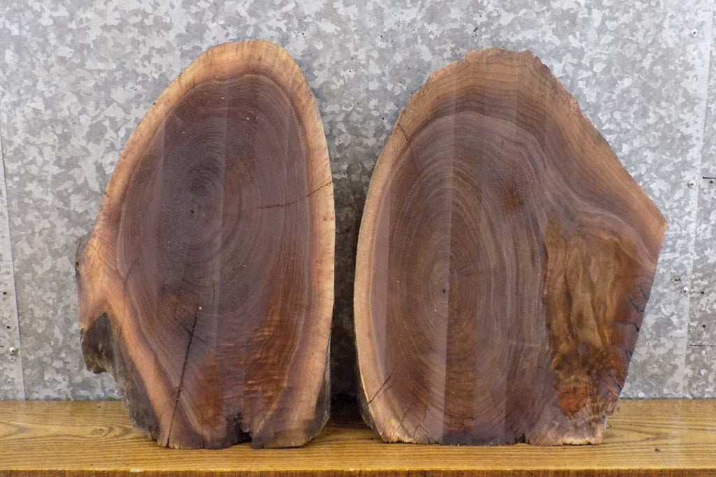 2- Black Walnut Partial Live Edge Oval Cut Craft Pack Wood Slabs 14361-14362
