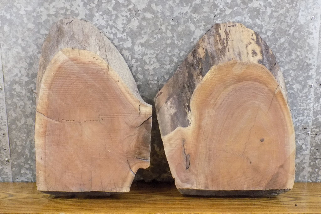 2- Black Walnut Partial Live Edge Oval Cut Craft Pack Wood Slabs 14361-14362
