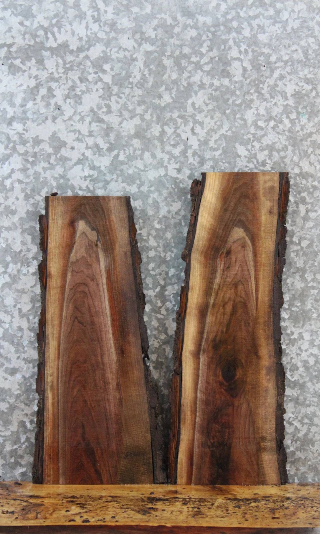 2- Live Edge Black Walnut Charcuterie Board/Taxidermy Mount Slabs 14401-14402