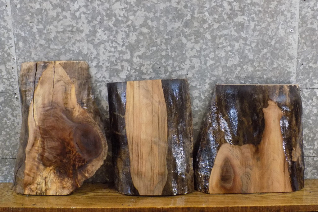 3- Live Edge Black Walnut Salvaged Craft Pack/Taxidermy Bases 14403,14414,14418