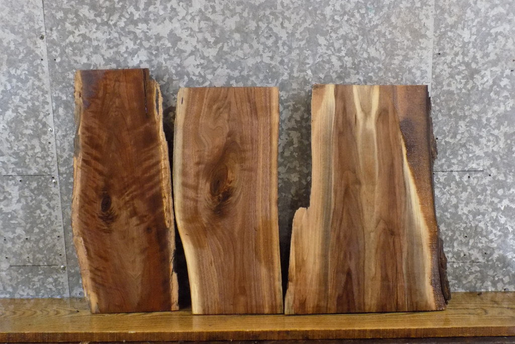 3- Live Edge Black Walnut Rustic Craft Pack/Taxidermy Base Slabs 14411-14413